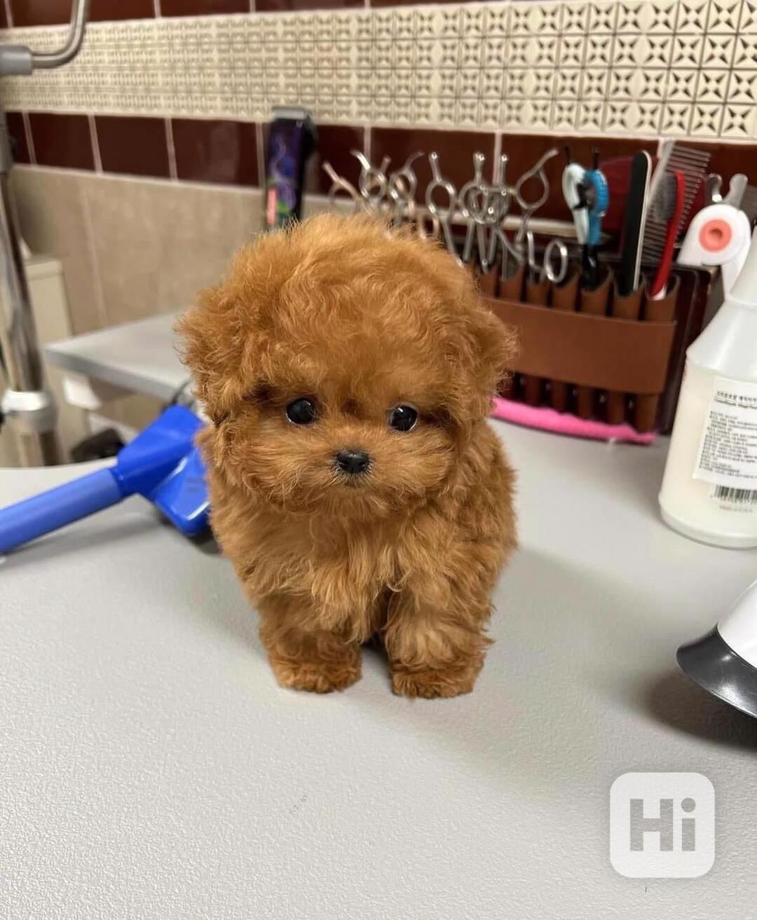 Dárek zdarma krásná štěňátka pudl k adopci zdarma - foto 1