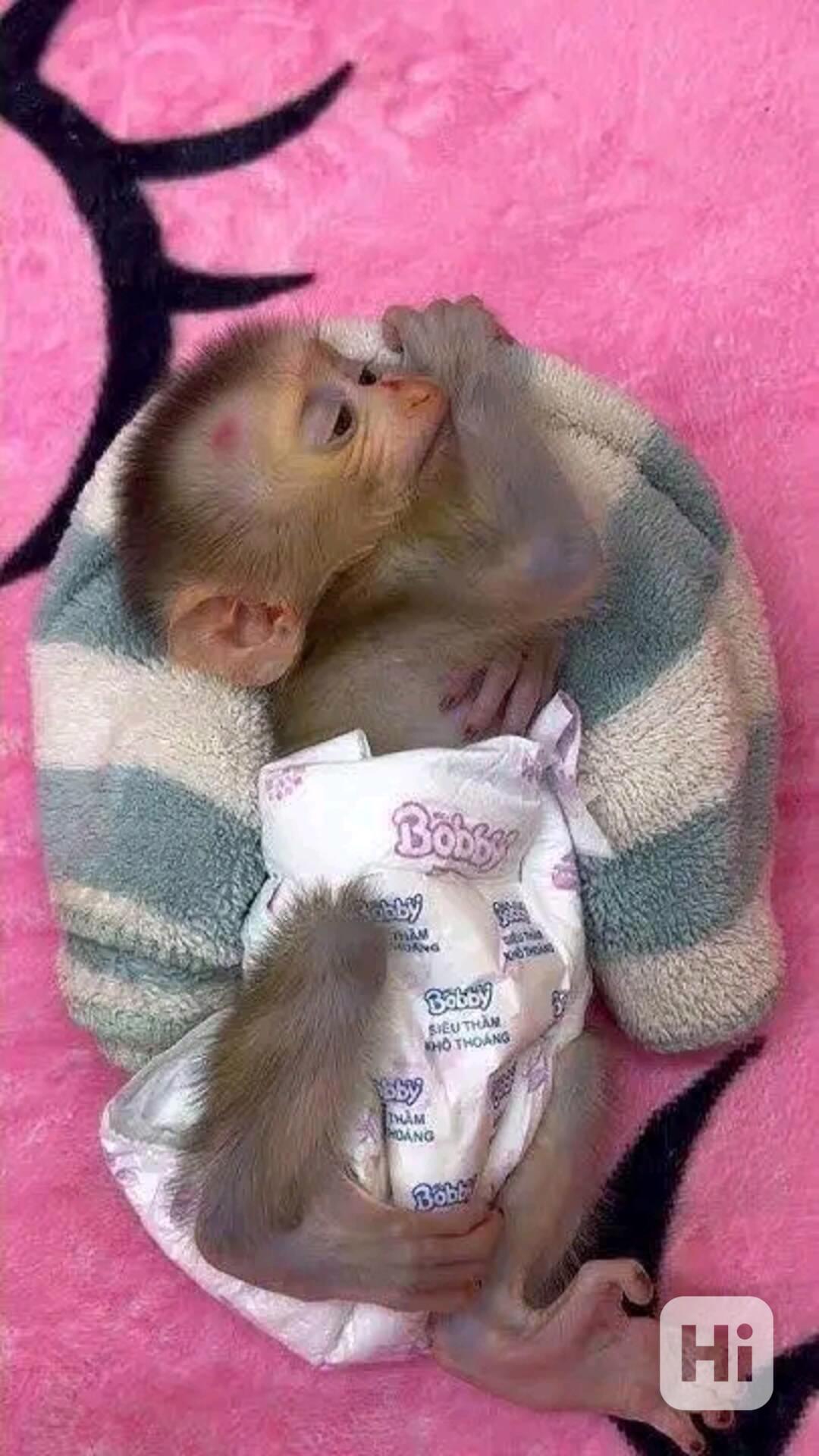 Roztomilá vynikající kapucínská opice - foto 1