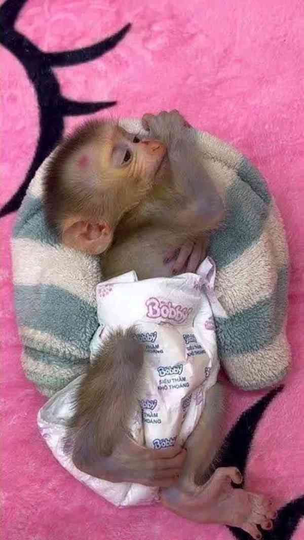 Roztomilá vynikající kapucínská opice