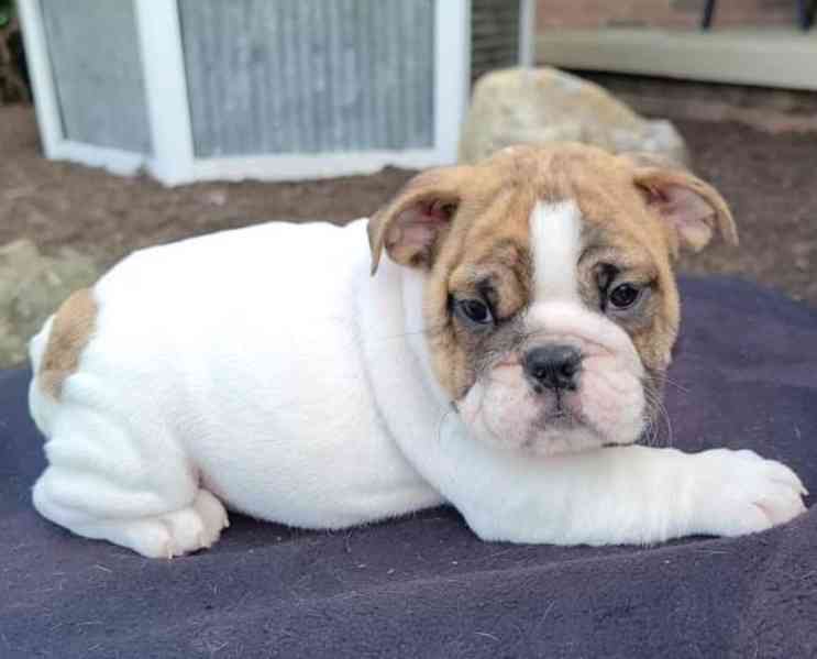 rozkošná štěňátka anglického buldoka! - foto 2