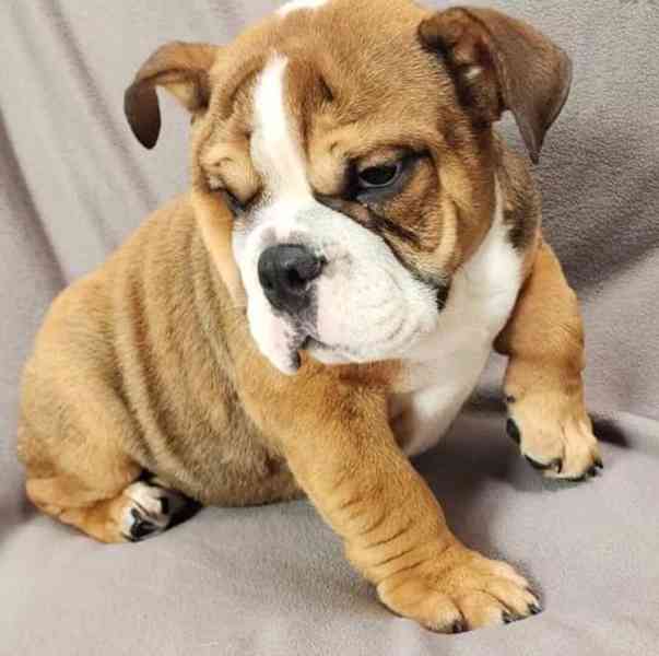rozkošná štěňátka anglického buldoka! - foto 3
