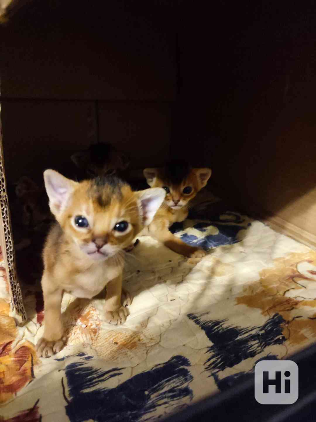 Habešská koťata s PP - foto 1