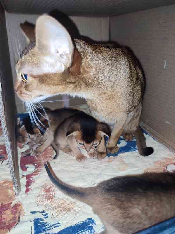 Habešská koťata s PP - foto 3