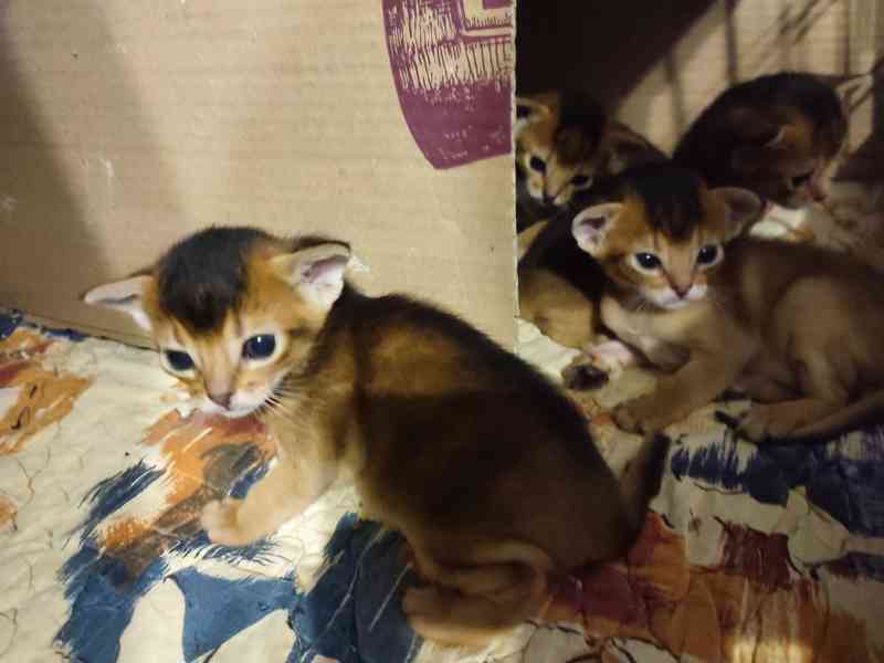 Habešská koťata s PP - foto 5