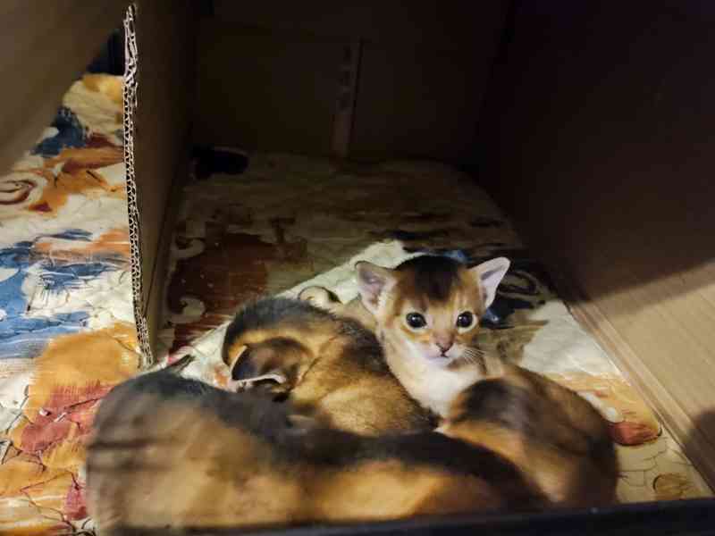 Habešská koťata s PP - foto 4