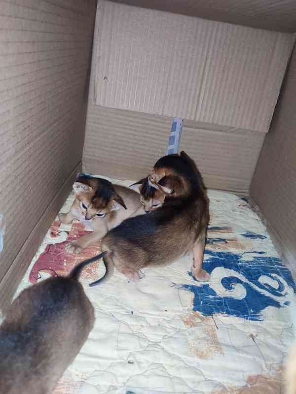 Habešská koťata s PP - foto 2