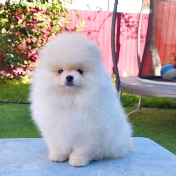 Čistokrevná štěňata pomeraniana. - foto 2