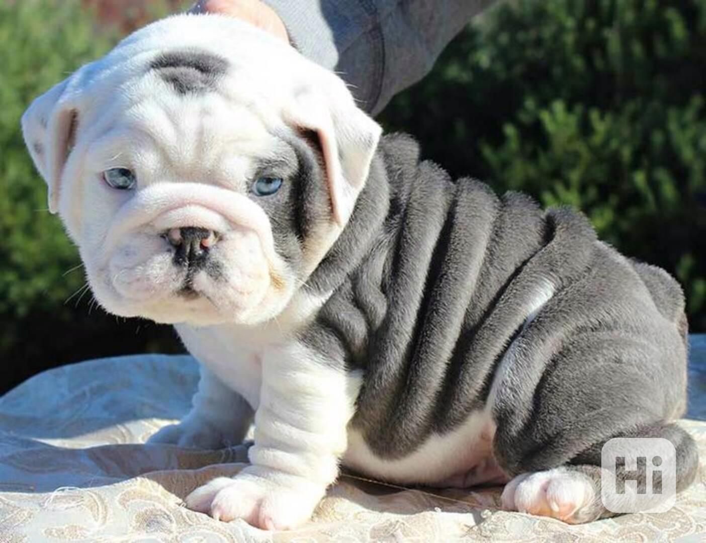 mini štěňata anglického buldoka - foto 1
