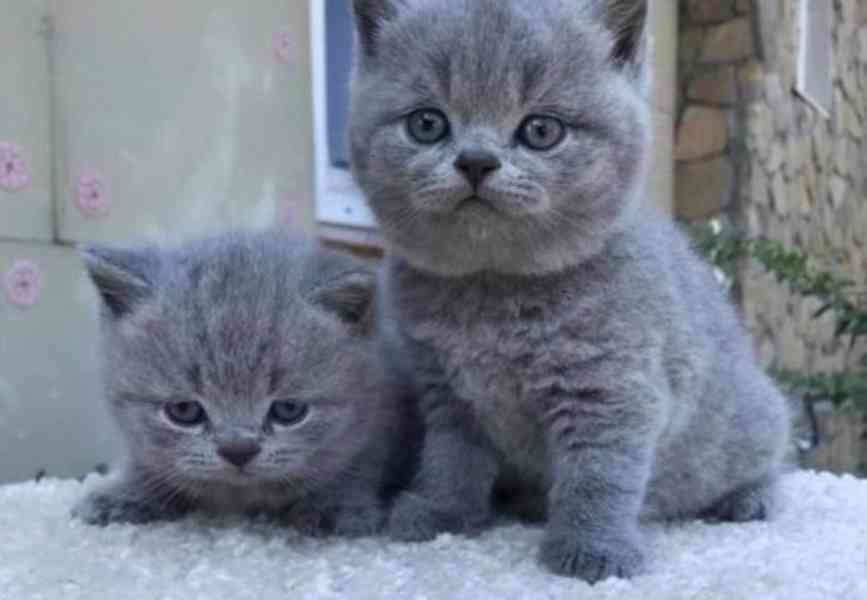 Britská krátkosrstá koťata - foto 1