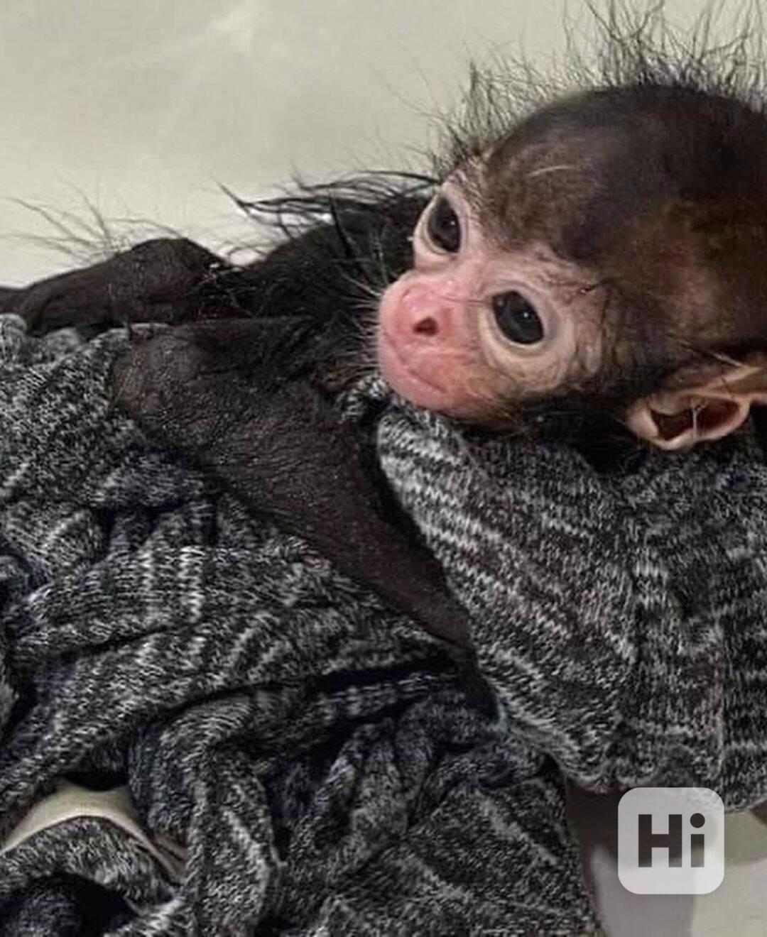 SNÍŽENÁ CENA rodokmenová řada spider monkey champion - foto 1