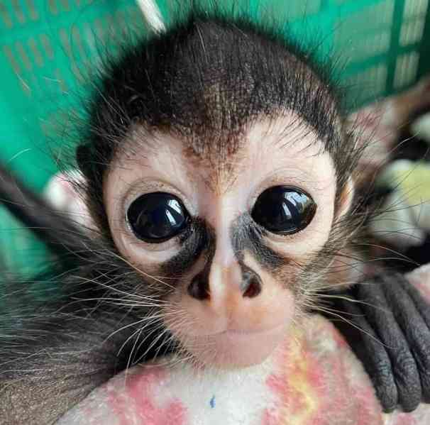 SNÍŽENÁ CENA rodokmenová řada spider monkey champion - foto 3