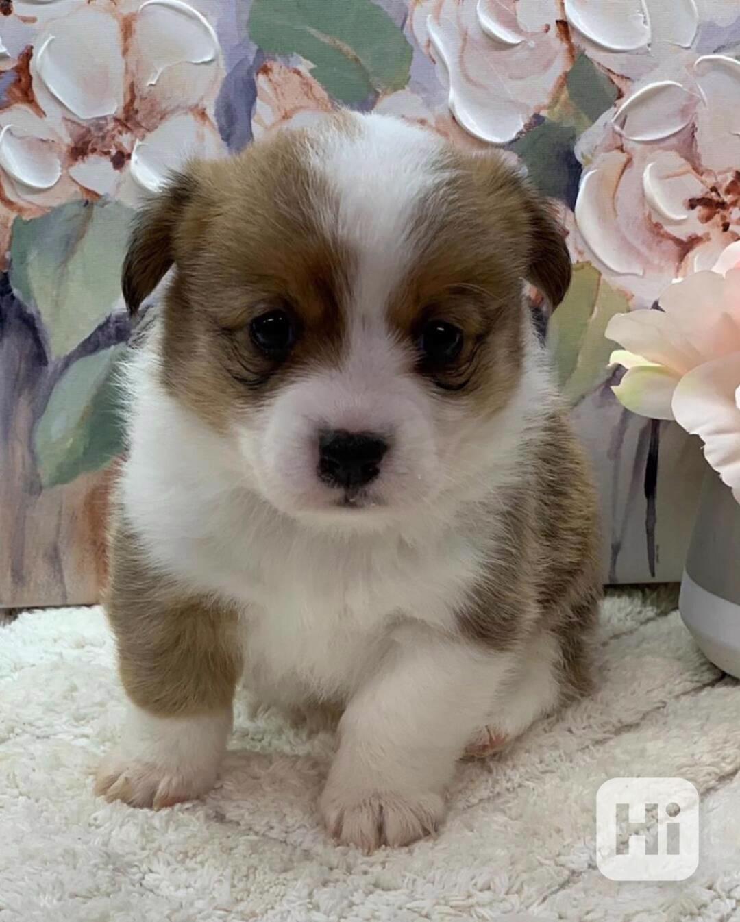 Prodám štěňata Corgiho registrovaná Kč - foto 1
