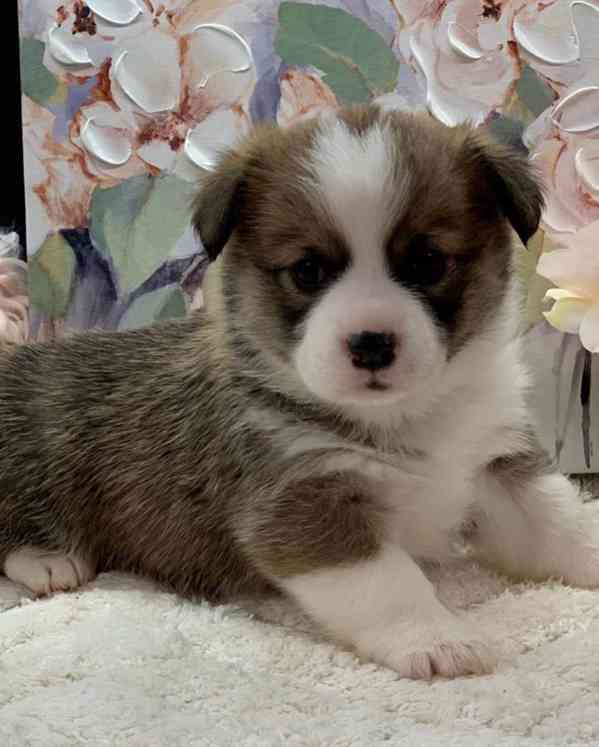 Prodám štěňata Corgiho registrovaná Kč - foto 3