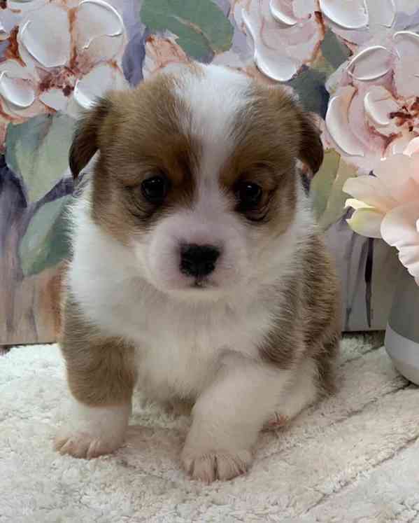 Prodám štěňata Corgiho registrovaná Kč - foto 1