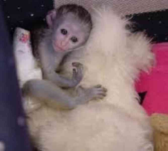 Malé kapucínské opice opičce je teď 13 týdnů. Kapucín je dob - foto 1