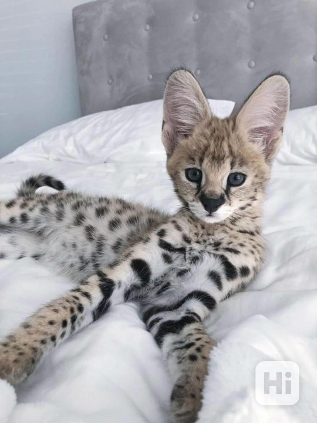  Dárek zdarma Savanová koťátka k adopci  - foto 1