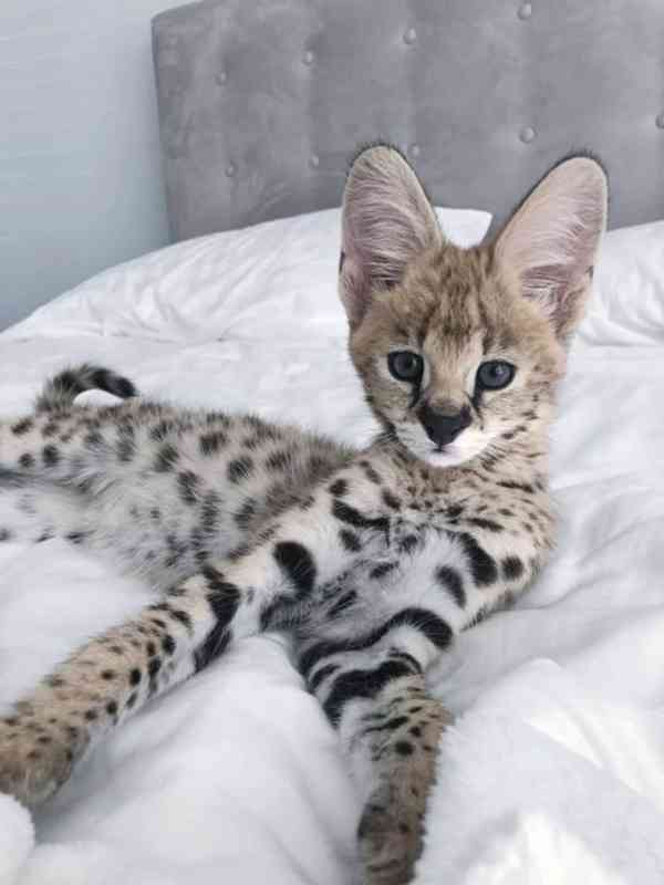  Dárek zdarma Savanová koťátka k adopci  - foto 1