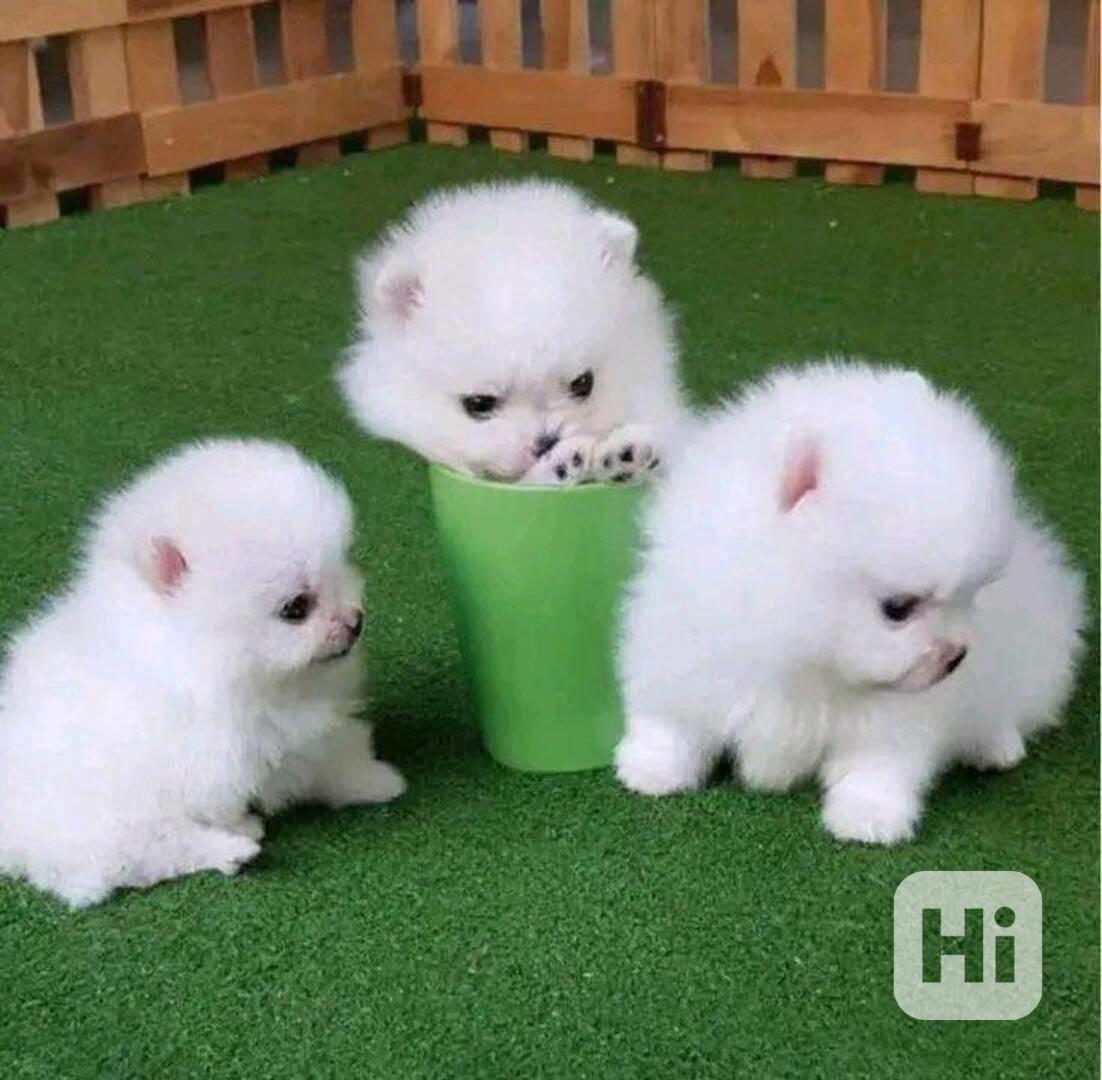Prodáváme štěňata pomeraniana - foto 1
