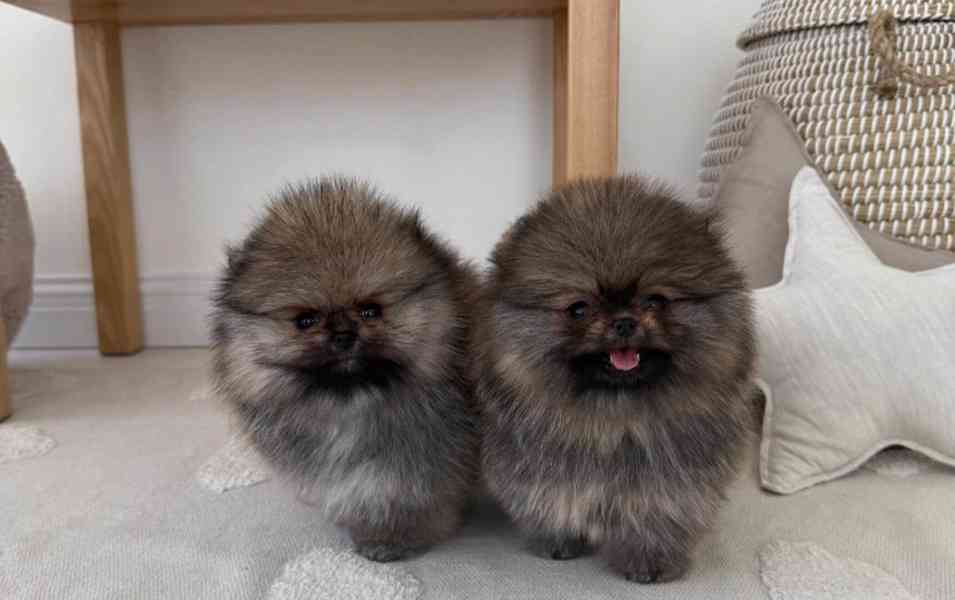 Prodáváme štěňata pomeraniana - foto 2