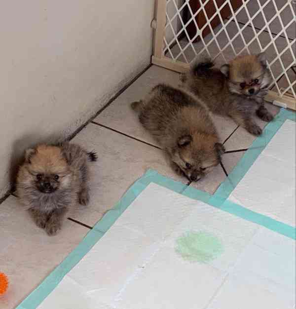 Prodáváme štěňata pomeraniana - foto 4