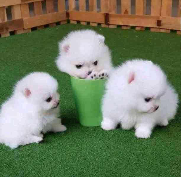 Prodáváme štěňata pomeraniana - foto 1