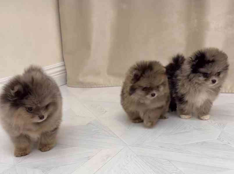Prodáváme štěňata pomeraniana - foto 3
