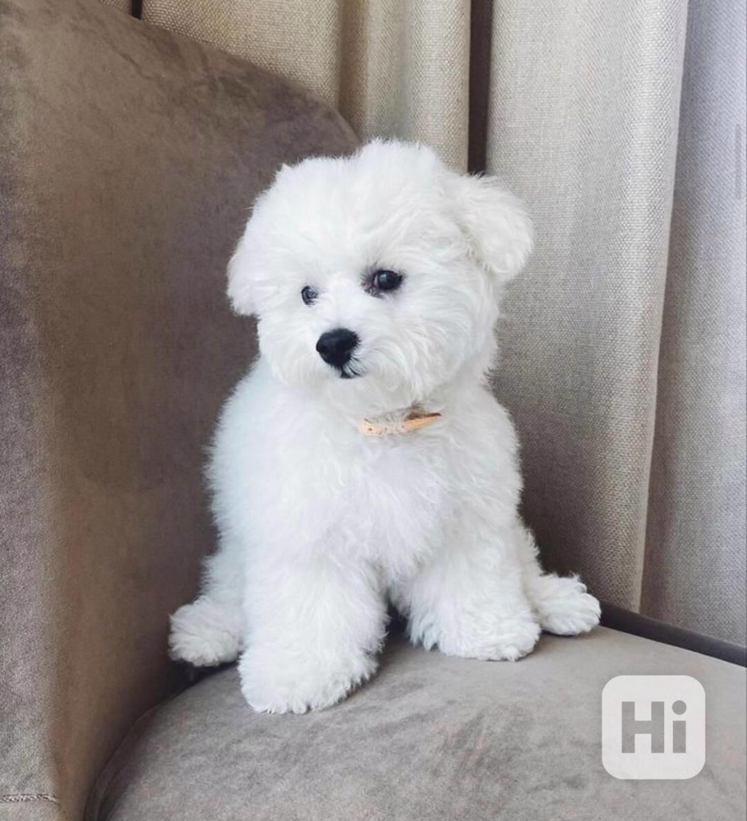 Krásný bišonek..  - foto 1