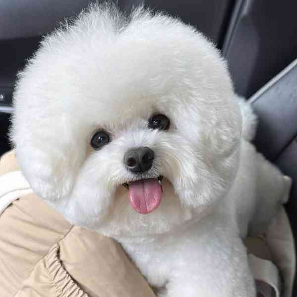 Krásný bišonek..  - foto 3