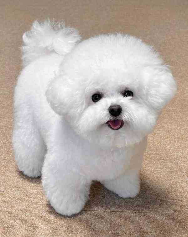 Krásný bišonek..  - foto 2