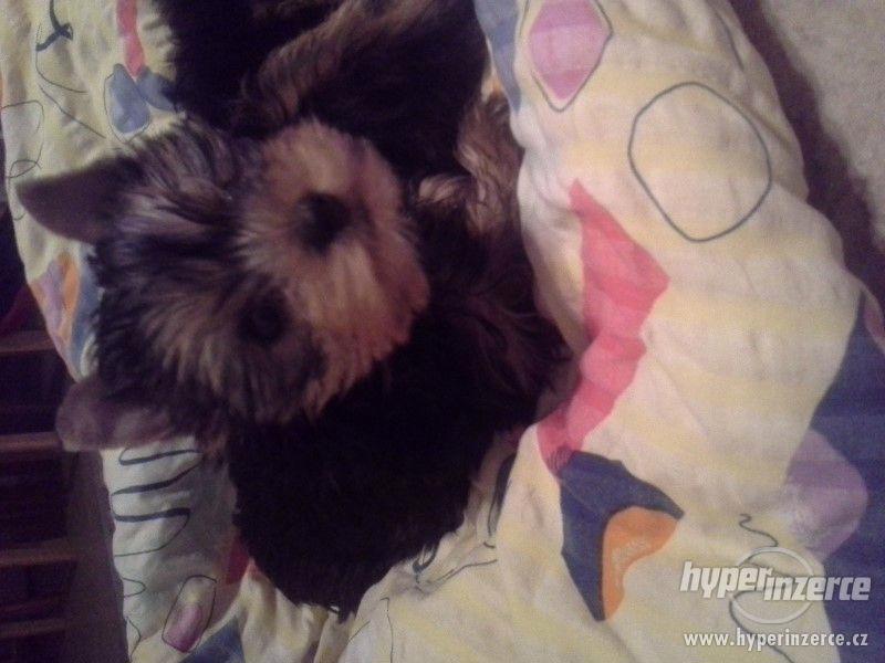 Štěňátka jorkšírků bez PP - foto 7