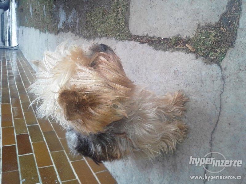 Štěňátka jorkšírků bez PP - foto 9