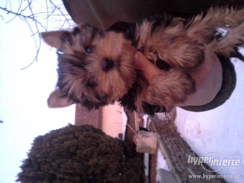 Štěňátka jorkšírků bez PP - foto 10