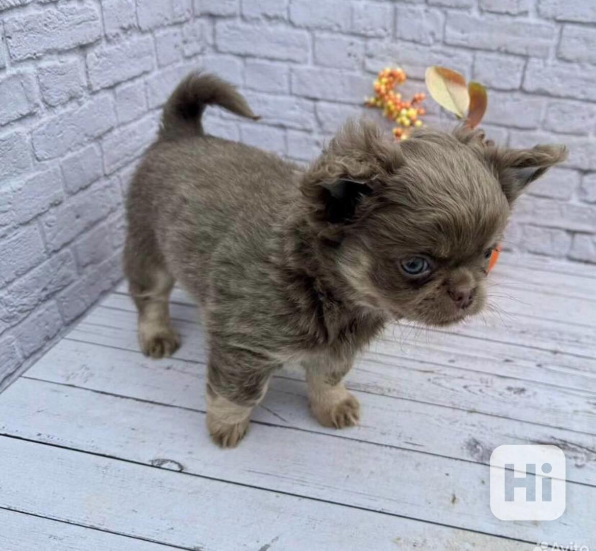 ✨ Štěně plemene Chihuahua – ideální společník do rodiny ✨ - foto 1