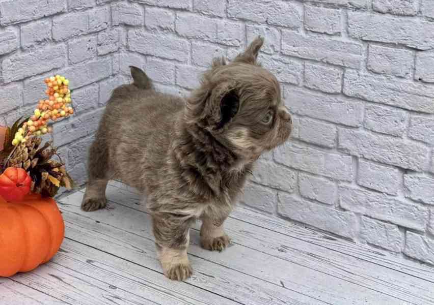 ✨ Štěně plemene Chihuahua – ideální společník do rodiny ✨ - foto 2