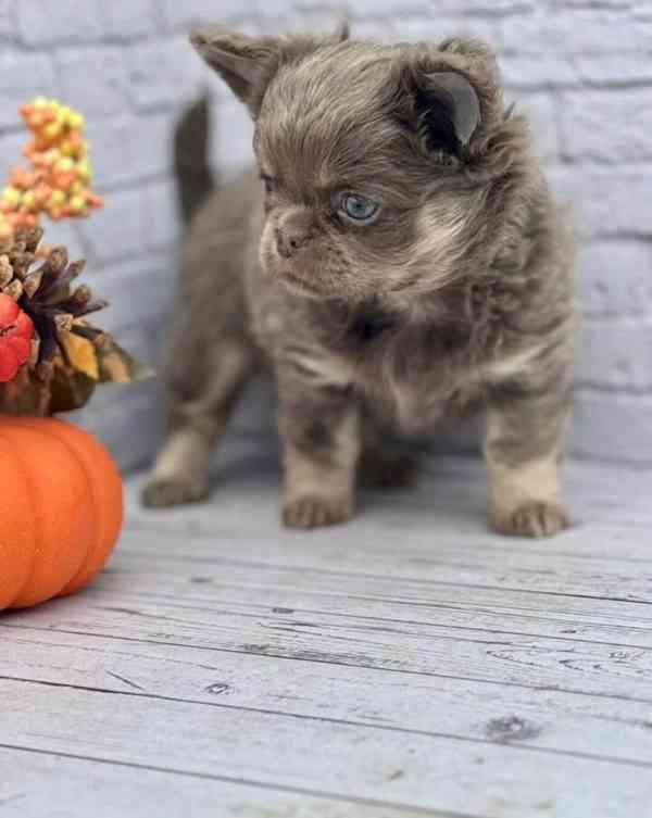 ✨ Štěně plemene Chihuahua – ideální společník do rodiny ✨ - foto 3