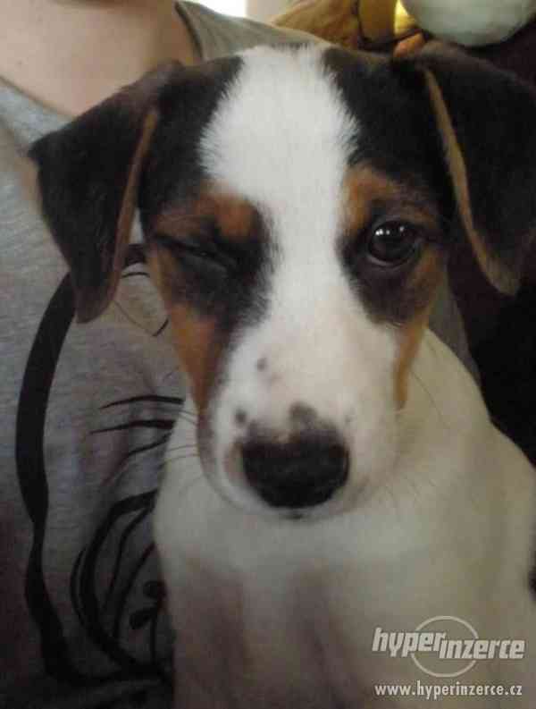 Parson Russell teriér - foto 4