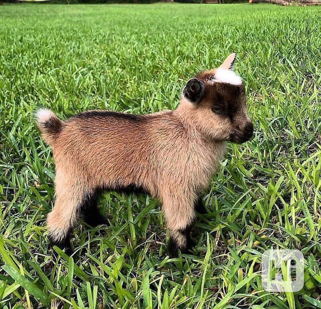 Roztomilé a krásné kozy na prodej! - foto 1