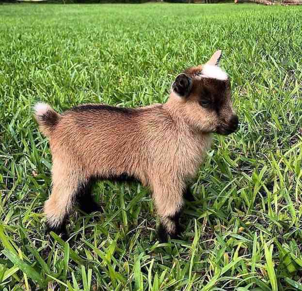 Roztomilé a krásné kozy na prodej!