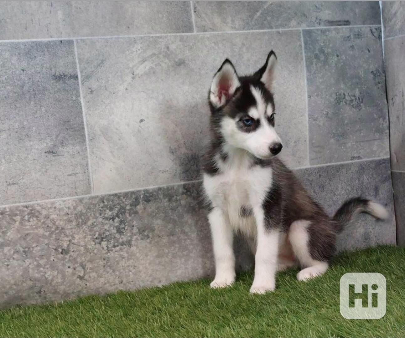 Sibiřský husky – krásná štěňátka hledají milující domov - foto 1