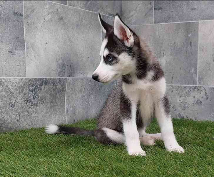 Sibiřský husky – krásná štěňátka hledají milující domov - foto 2