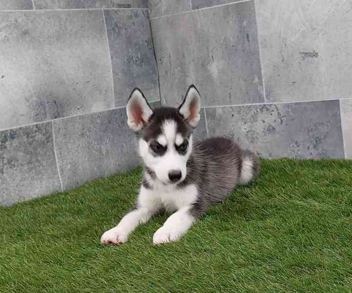 Sibiřský husky – krásná štěňátka hledají milující domov - foto 3