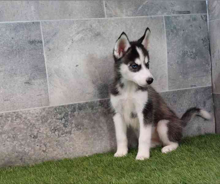 Sibiřský husky – krásná štěňátka hledají milující domov - foto 1