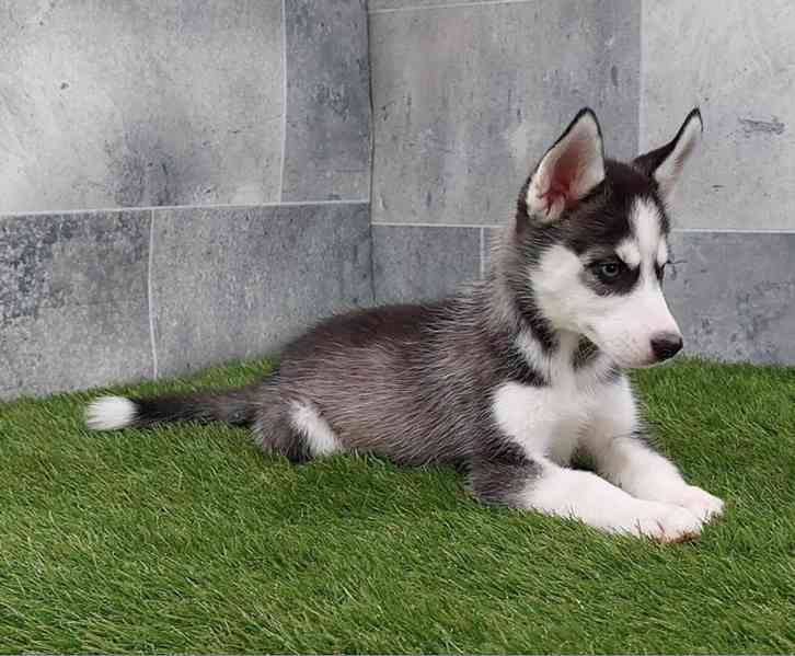 Sibiřský husky – krásná štěňátka hledají milující domov - foto 5