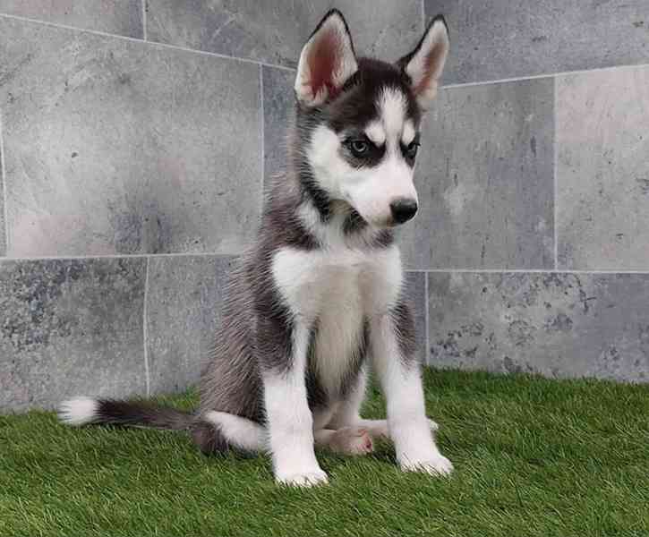 Sibiřský husky – krásná štěňátka hledají milující domov - foto 4