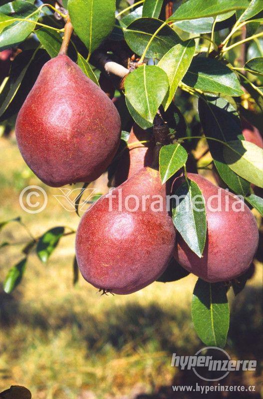 Příjem objednávek na ovocné stromky - foto 1
