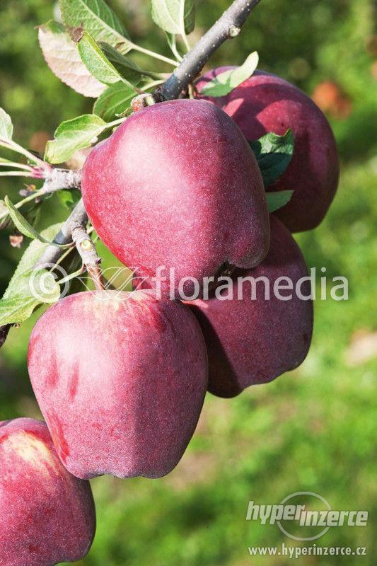 Příjem objednávek na ovocné stromky - foto 3