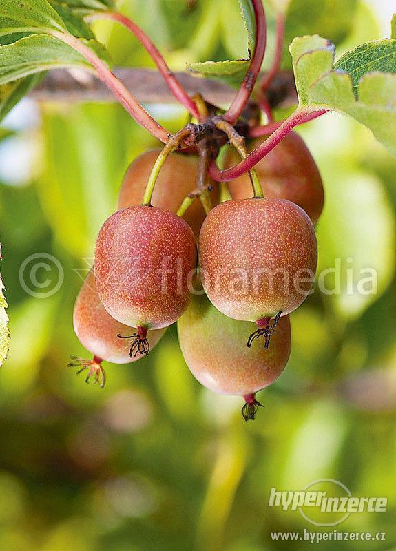 Příjem objednávek na ovocné stromky - foto 5