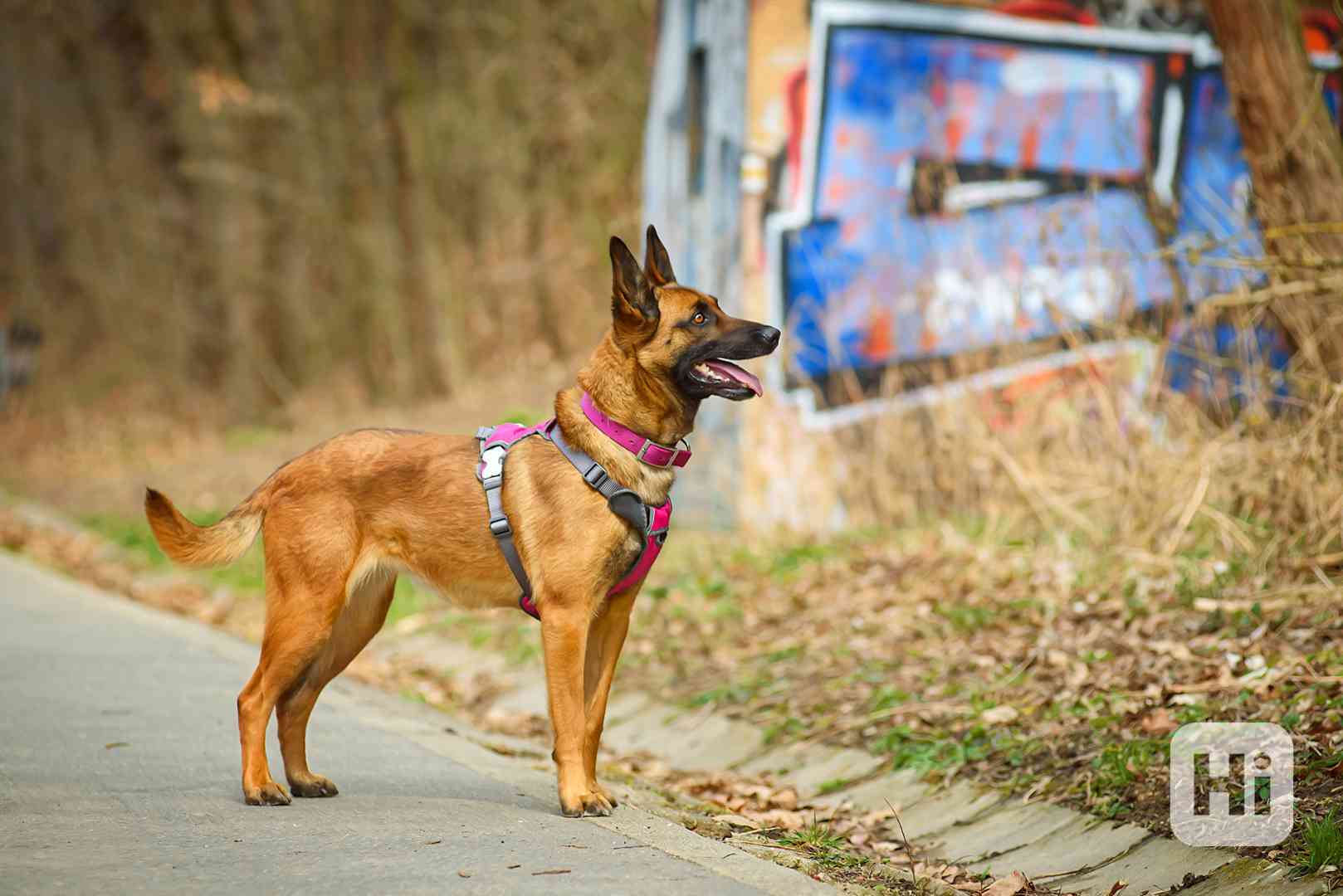 Malina – pracovitá belgičanka - foto 1