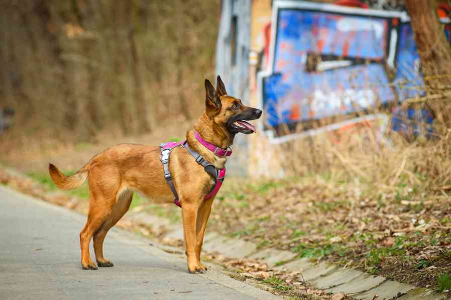 Malina – pracovitá belgičanka - foto 1