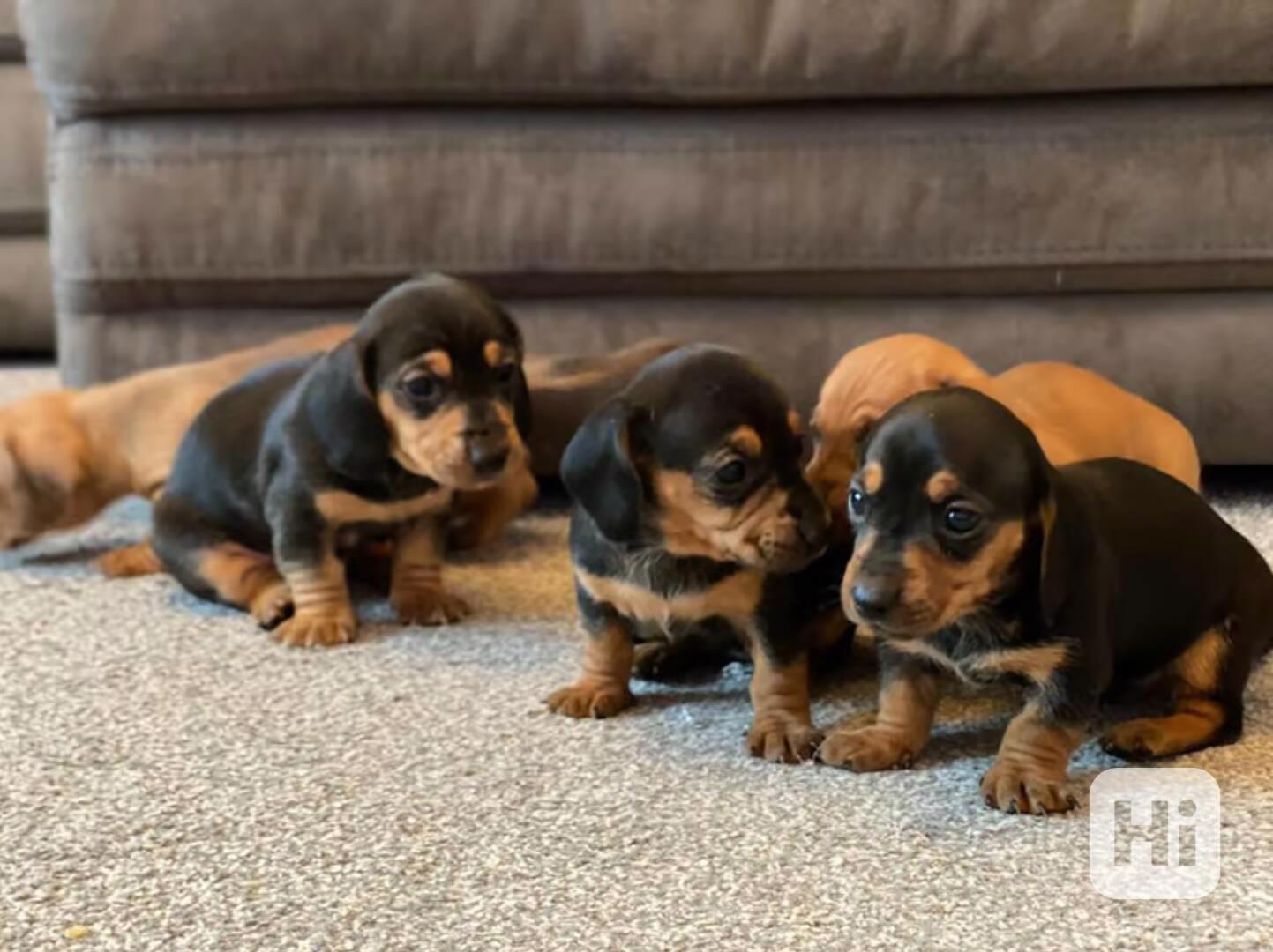 Prodám nádherná štěňátka jezevčíků. - foto 1